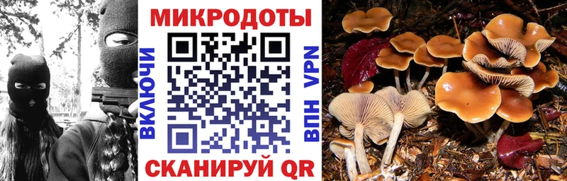 Галлюциногенные грибы Psilocybe  Олёкминск 